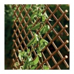 CELOSIA EXTENSIBLE DE...