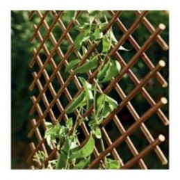 CELOSIA EXTENSIBLE DE...